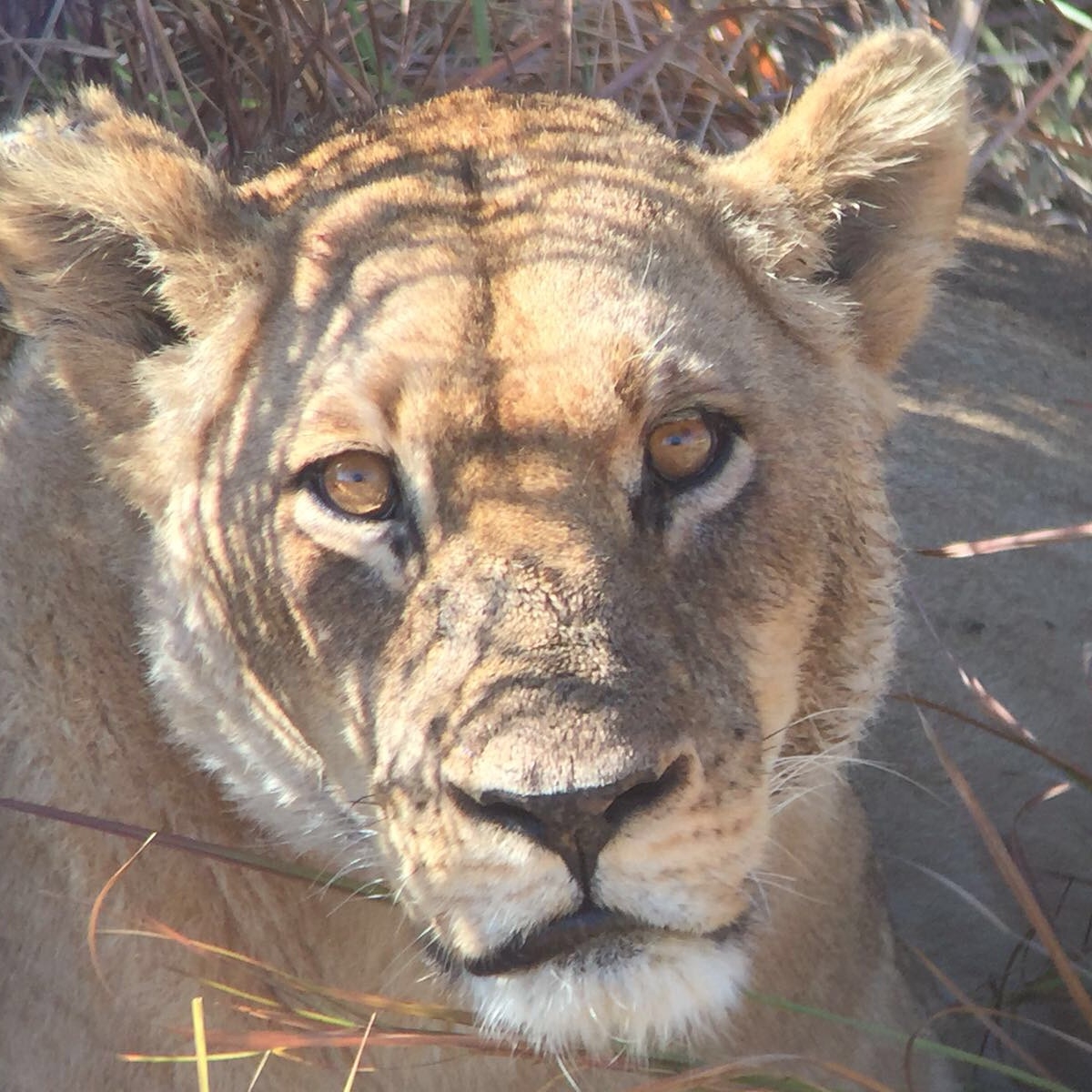 [34722] 2016_08_07_19_14_21-04_00_Africa_Other_Cameras_IMG_5015_00012.jpg