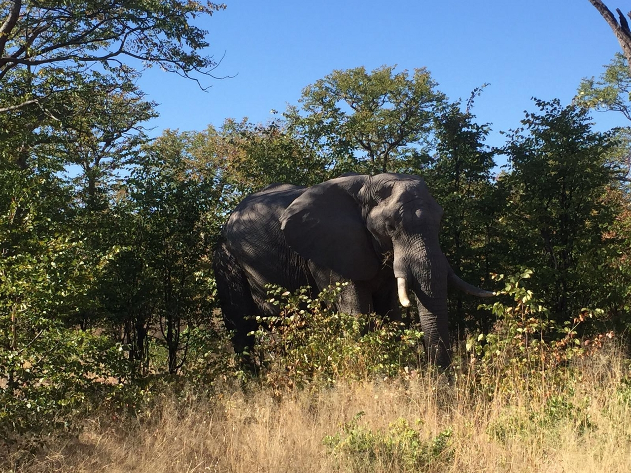 [34757] 2016_08_07_19_21_43-04_00_Africa_Other_Cameras_IMG_4955_07376.jpg