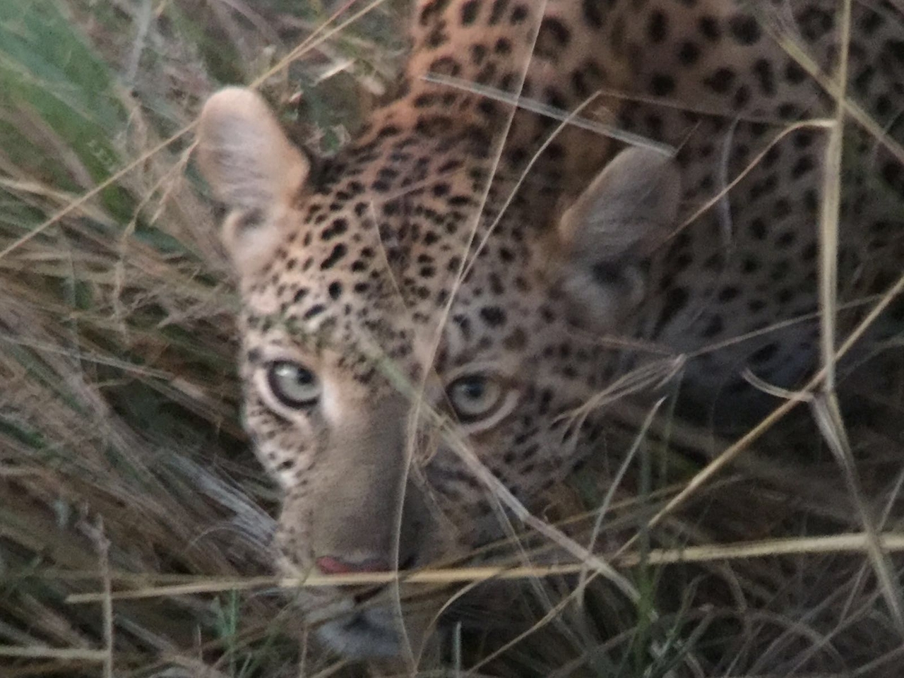 [34759] 2016_08_07_19_21_58-04_00_Africa_Other_Cameras_IMG_4972_00809.jpg