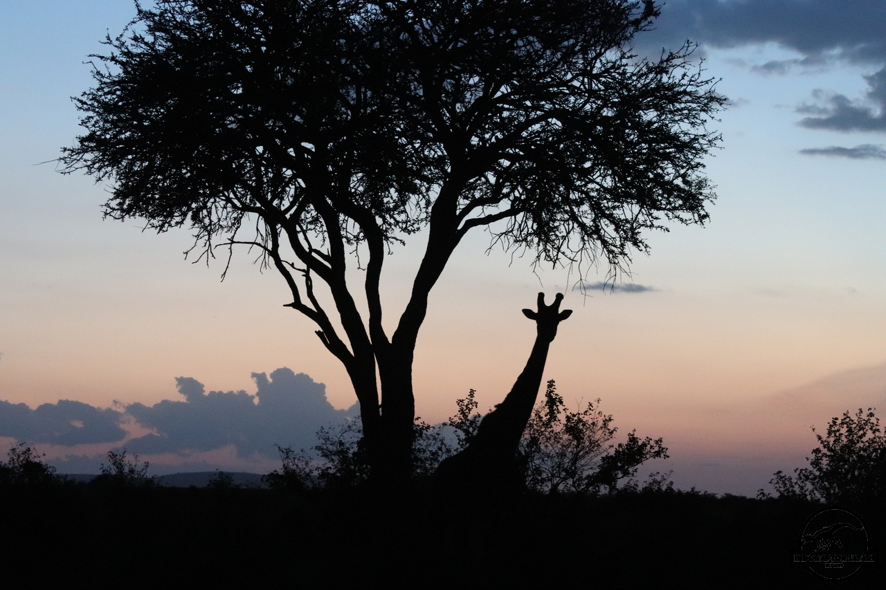 [7] 2019_07_03_18_02_00_Africa_Canon_EOS_77D_IMG_3929_00008.jpg