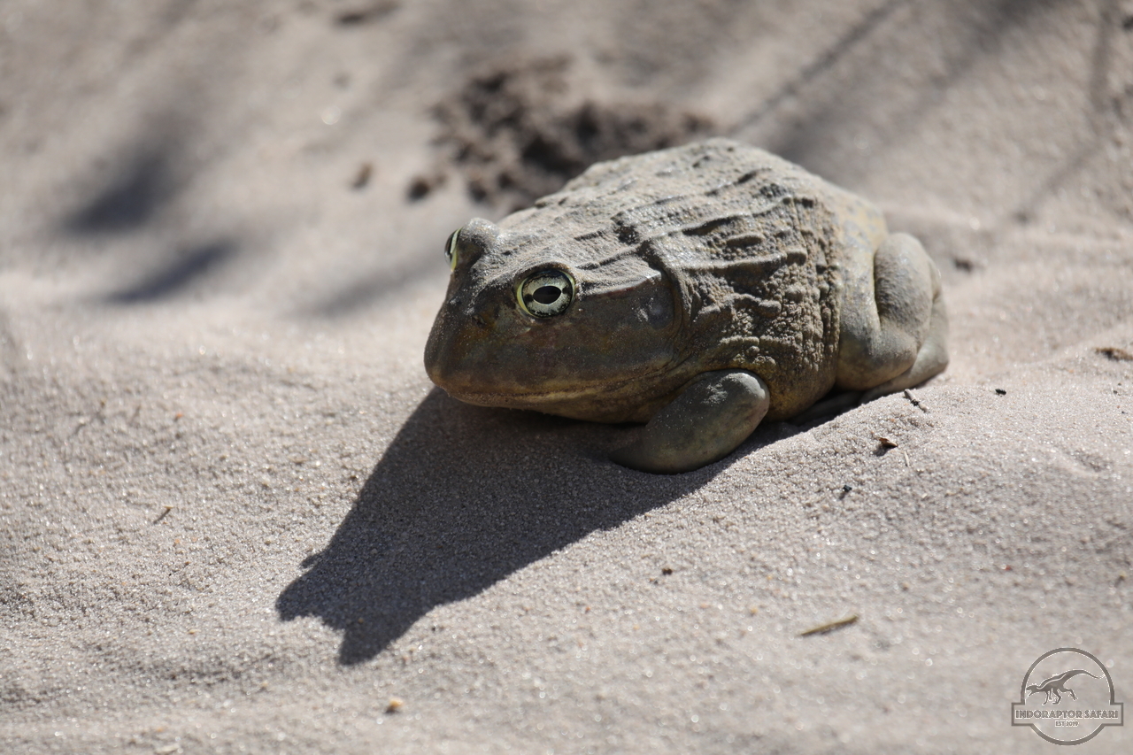 [10] 2019_06_20_17_46_04_Africa_Canon_EOS_5D_Mark_IV_IMG_0002348_00001.jpg