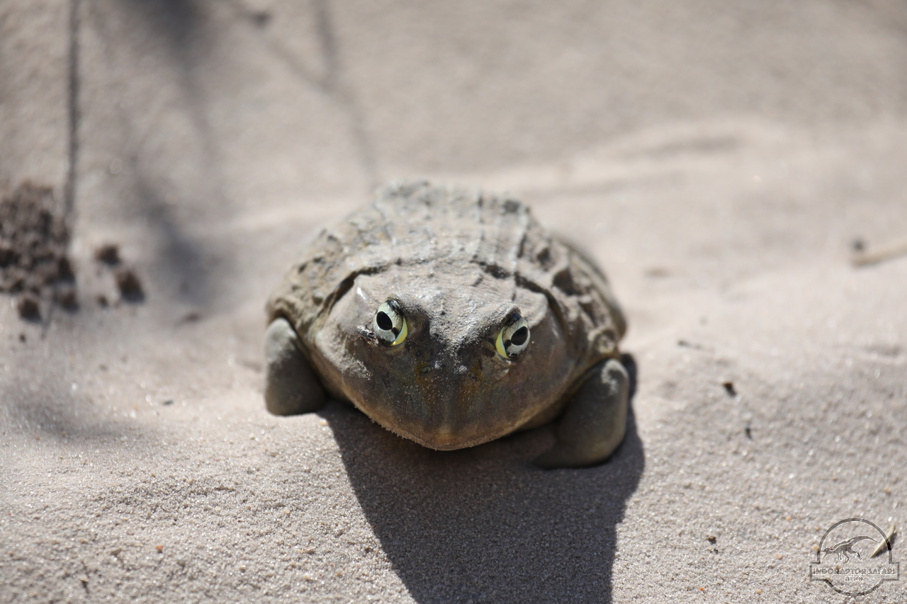 [15] 2019_06_20_17_46_40_Africa_Canon_EOS_5D_Mark_IV_IMG_0002363_00012.jpg