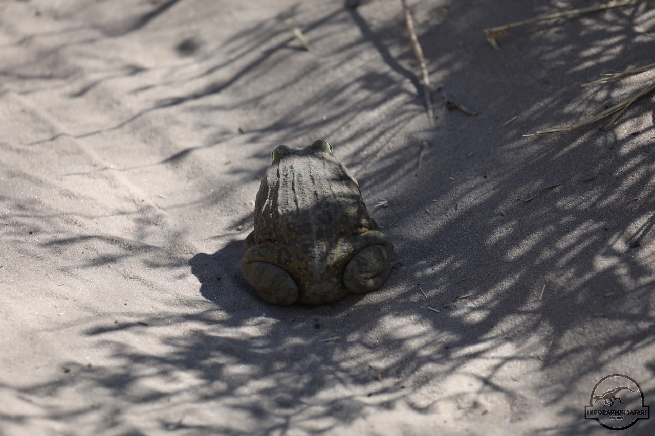 [17] 2019_06_20_17_47_44_Africa_Canon_EOS_5D_Mark_IV_IMG_0002383_00013.jpg