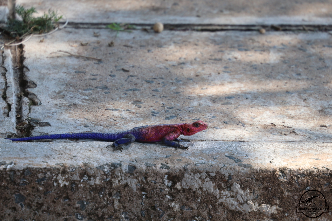 [18] 2019_06_29_09_53_01_Africa_Canon_EOS_77D_IMG__00002.jpg