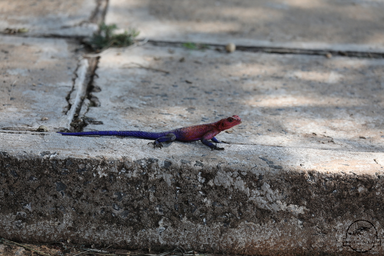 [22] 2019_06_29_14_53_45_Africa_Canon_EOS_5D_Mark_IV_IMG_0004758_00005.jpg