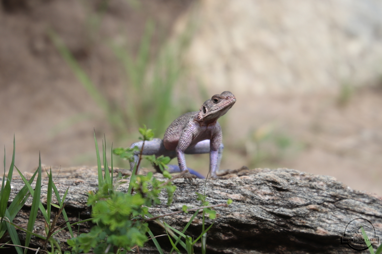 [26] 2019_07_02_13_07_10_Africa_Canon_EOS_77D_IMG_3199_00016.jpg