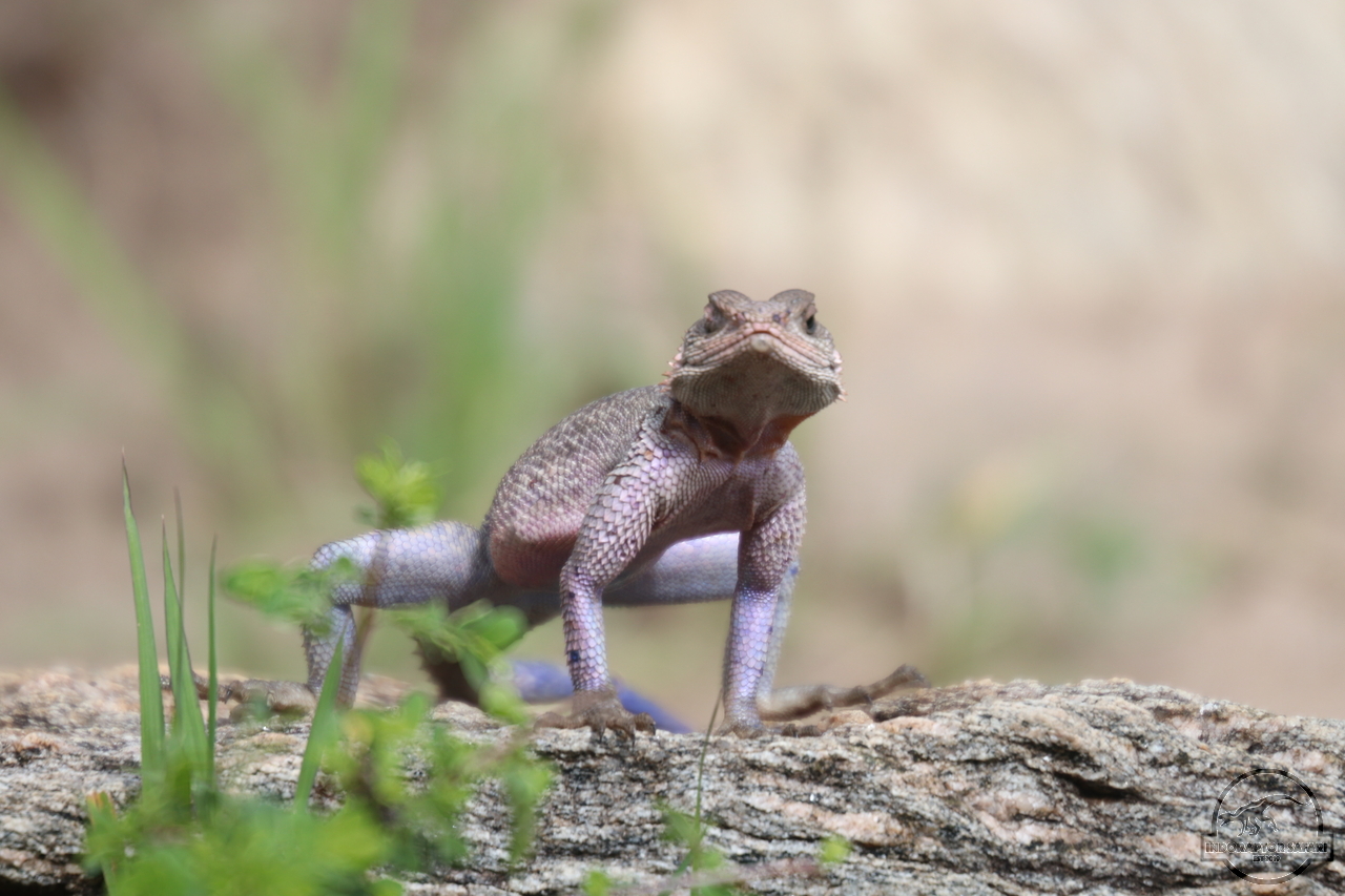 [29] 2019_07_02_13_07_23_Africa_Canon_EOS_77D_IMG_3200_00017.jpg