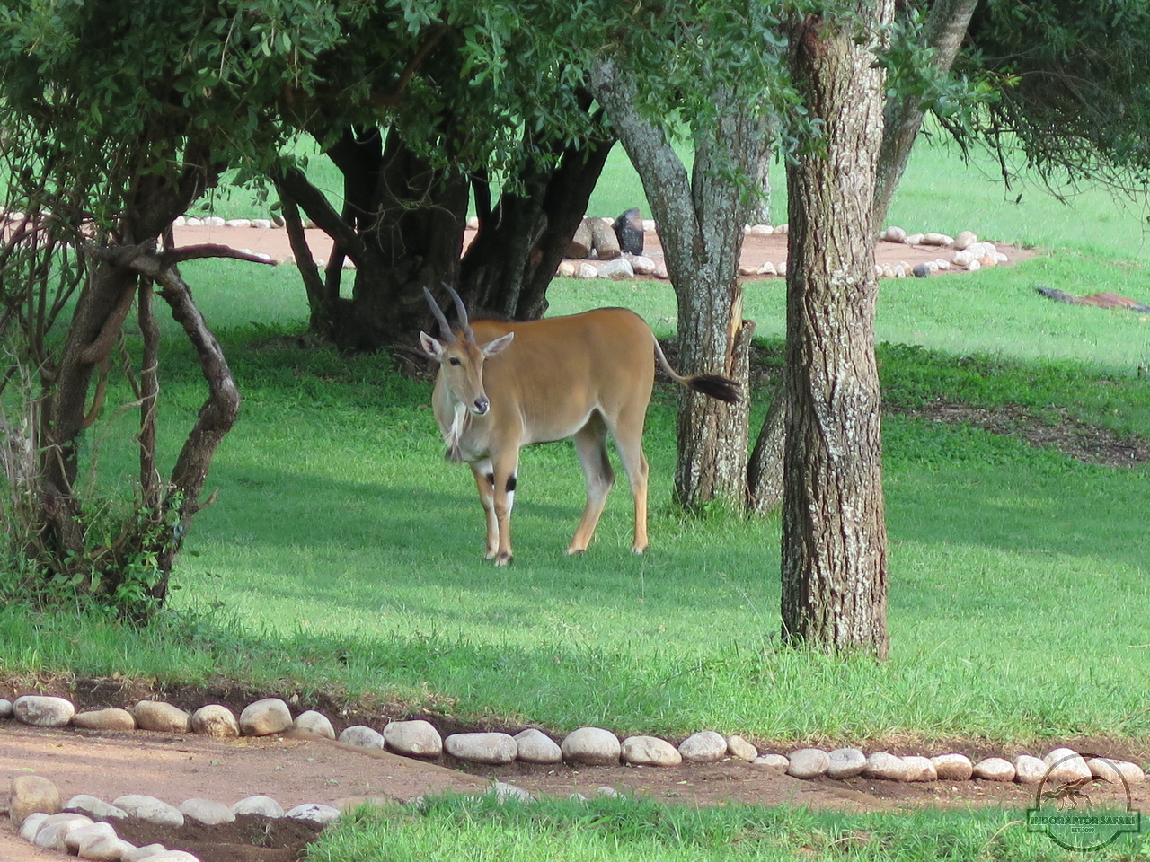[46] 2019_06_29_09_48_14_Africa_Canon_PowerShot_G16_IMG_0197_00003.jpg