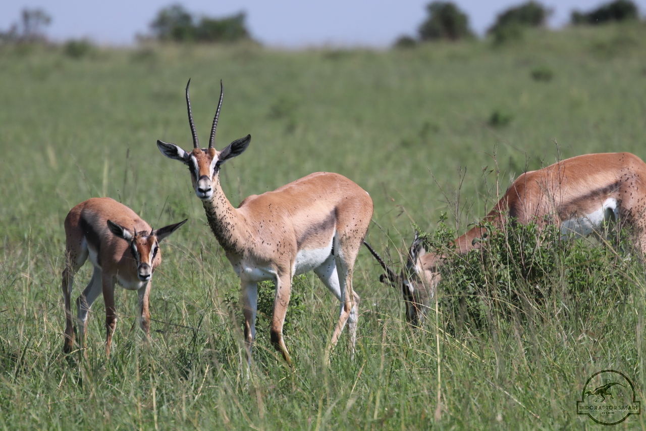 [57] 2019_06_29_09_38_50_Africa_Canon_EOS_77D_IMG_1730_00008.jpg