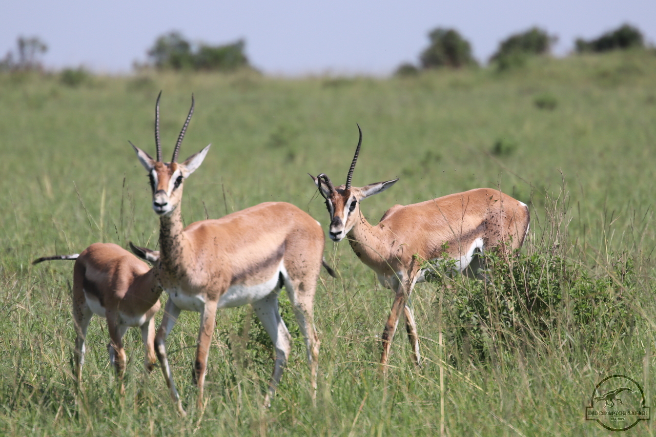 [59] 2019_06_29_09_38_52_Africa_Canon_EOS_77D_IMG_1731_00002.jpg