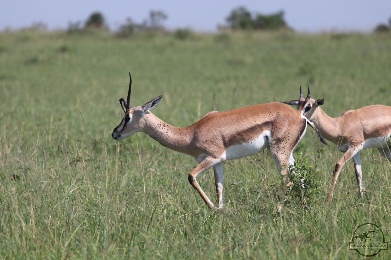[62] 2019_06_29_09_38_56_Africa_Canon_EOS_77D_IMG_1732_00003.jpg