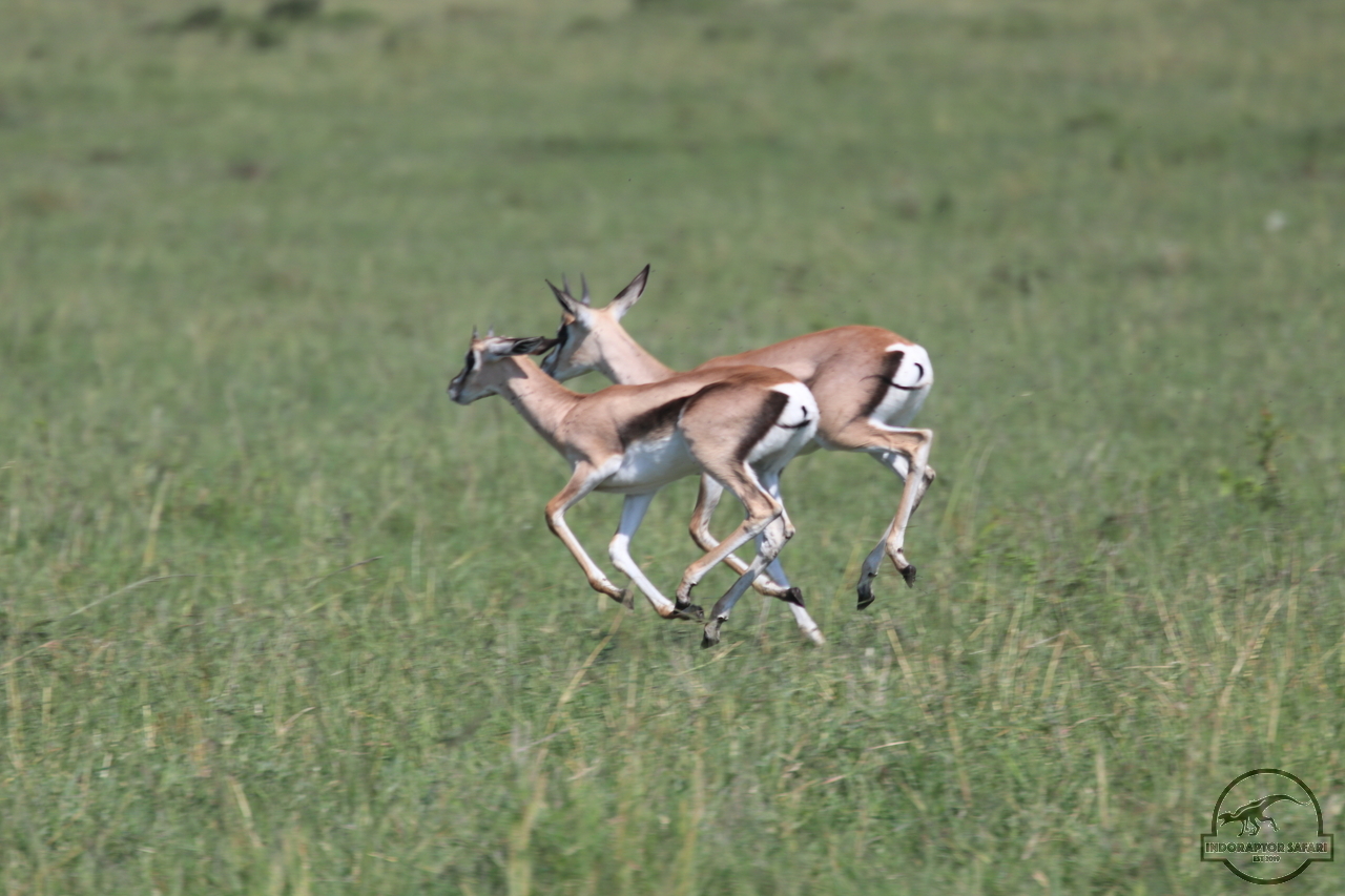 [69] 2019_06_29_09_39_09_Africa_Canon_EOS_77D_IMG_1734_00012.jpg