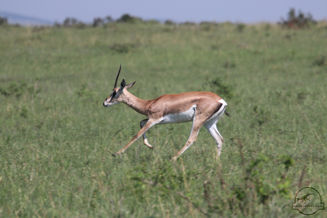 [72] 2019_06_29_09_39_13_Africa_Canon_EOS_77D_IMG_1735_00013.jpg