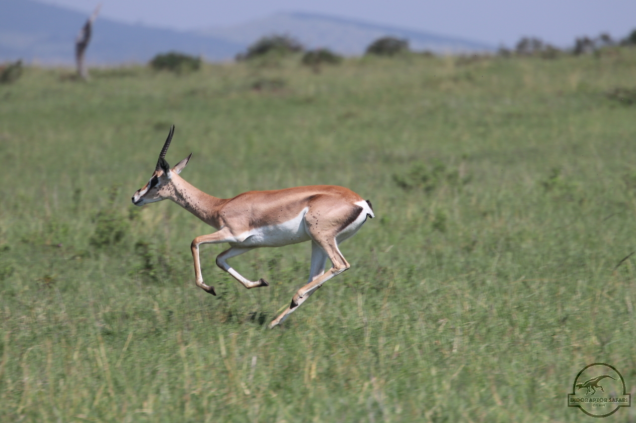 [76] 2019_06_29_09_39_14_Africa_Canon_EOS_77D_IMG_1736_00035.jpg