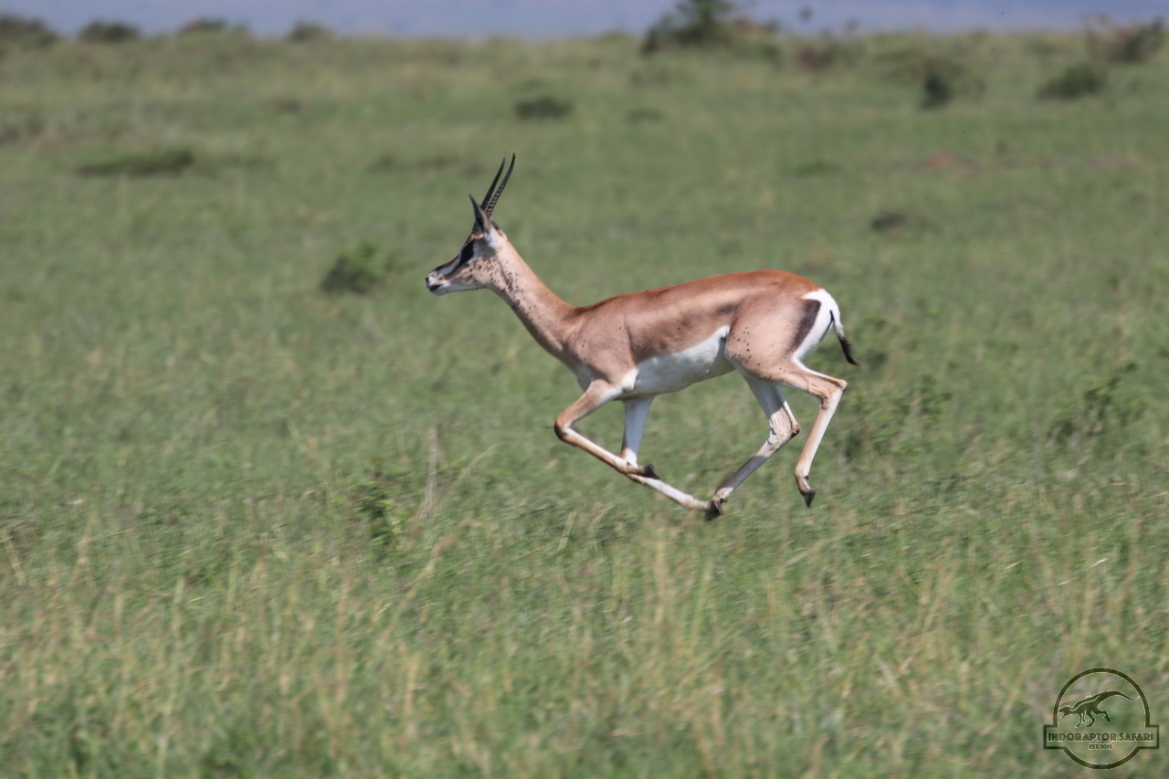 [78] 2019_06_29_09_39_14_Africa_Canon_EOS_77D_IMG_1737_00015.jpg