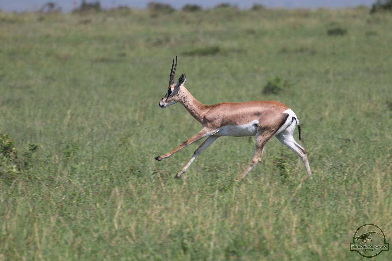 [81] 2019_06_29_09_39_14_Africa_Canon_EOS_77D_IMG_1738_00016.jpg