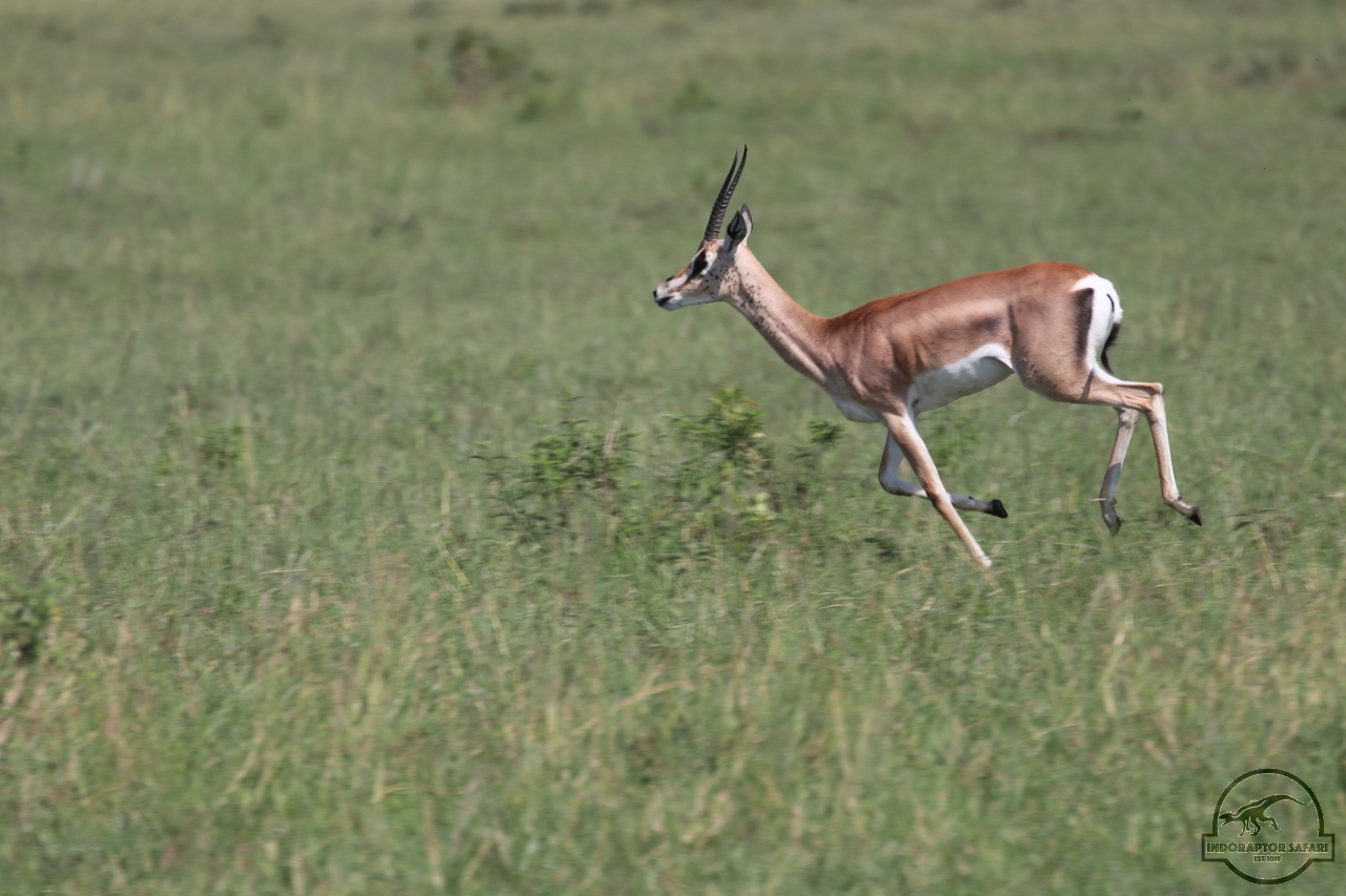 [83] 2019_06_29_09_39_14_Africa_Canon_EOS_77D_IMG_1739_00010.jpg