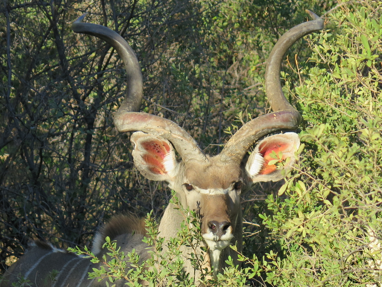[91] 2019_06_19_11_04_58_Africa_Canon_PowerShot_G16_IMG_0032_00042.jpg