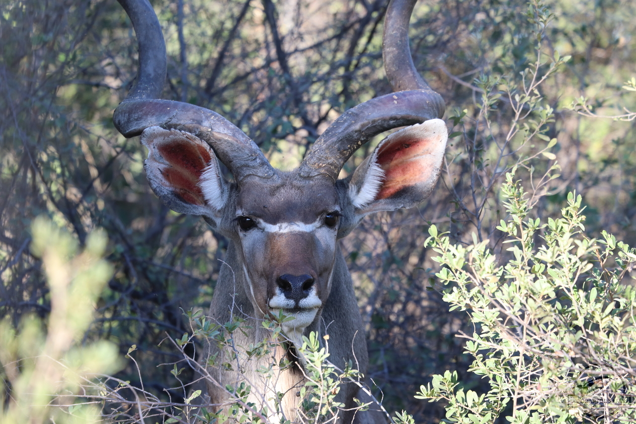 [95] 2019_06_19_16_55_05_Africa_Canon_EOS_77D_IMG_0133_00006.jpg