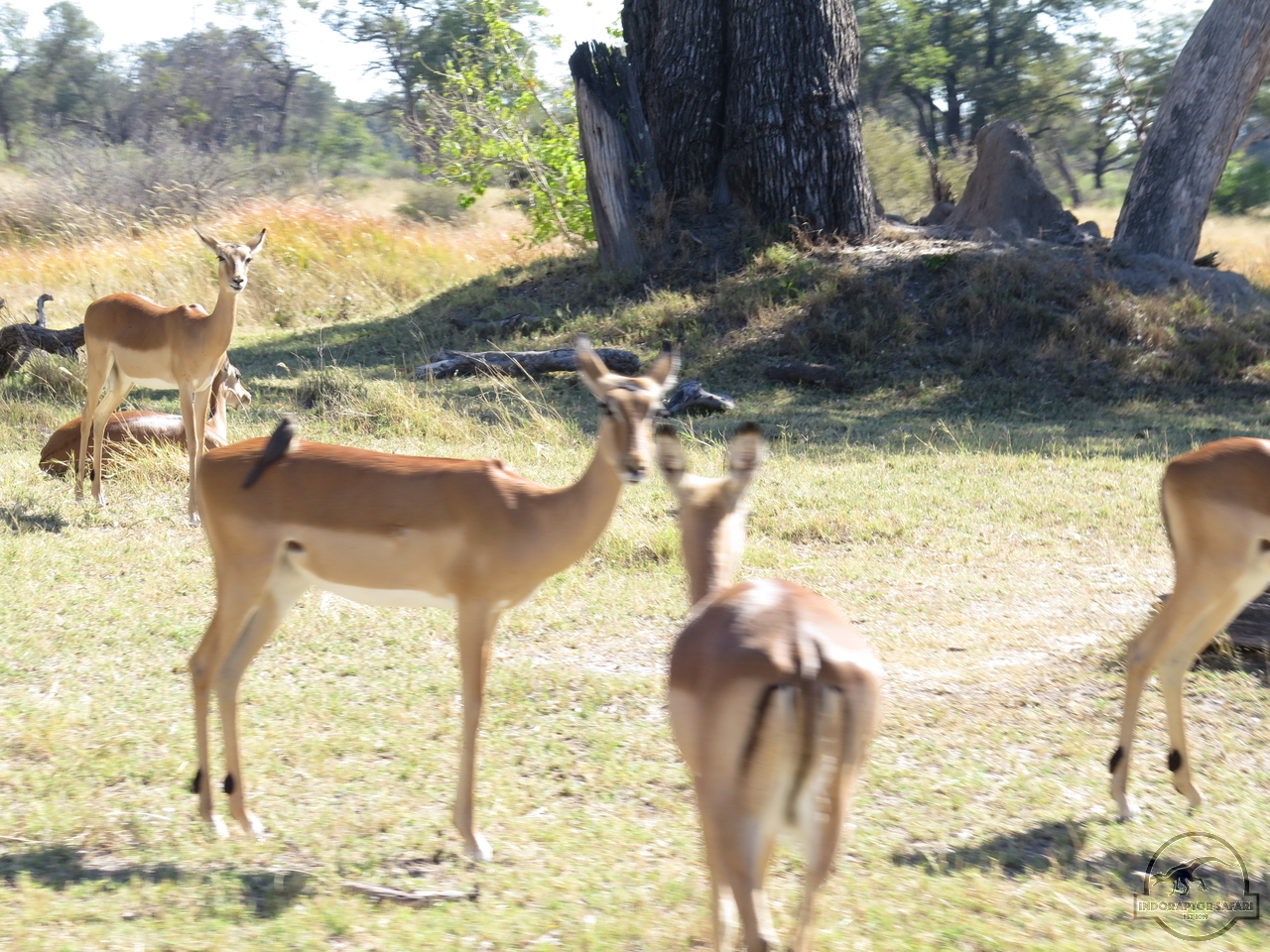 [116] 2019_06_21_05_04_22_Africa_Canon_PowerShot_G16_IMG_0102_00005.jpg
