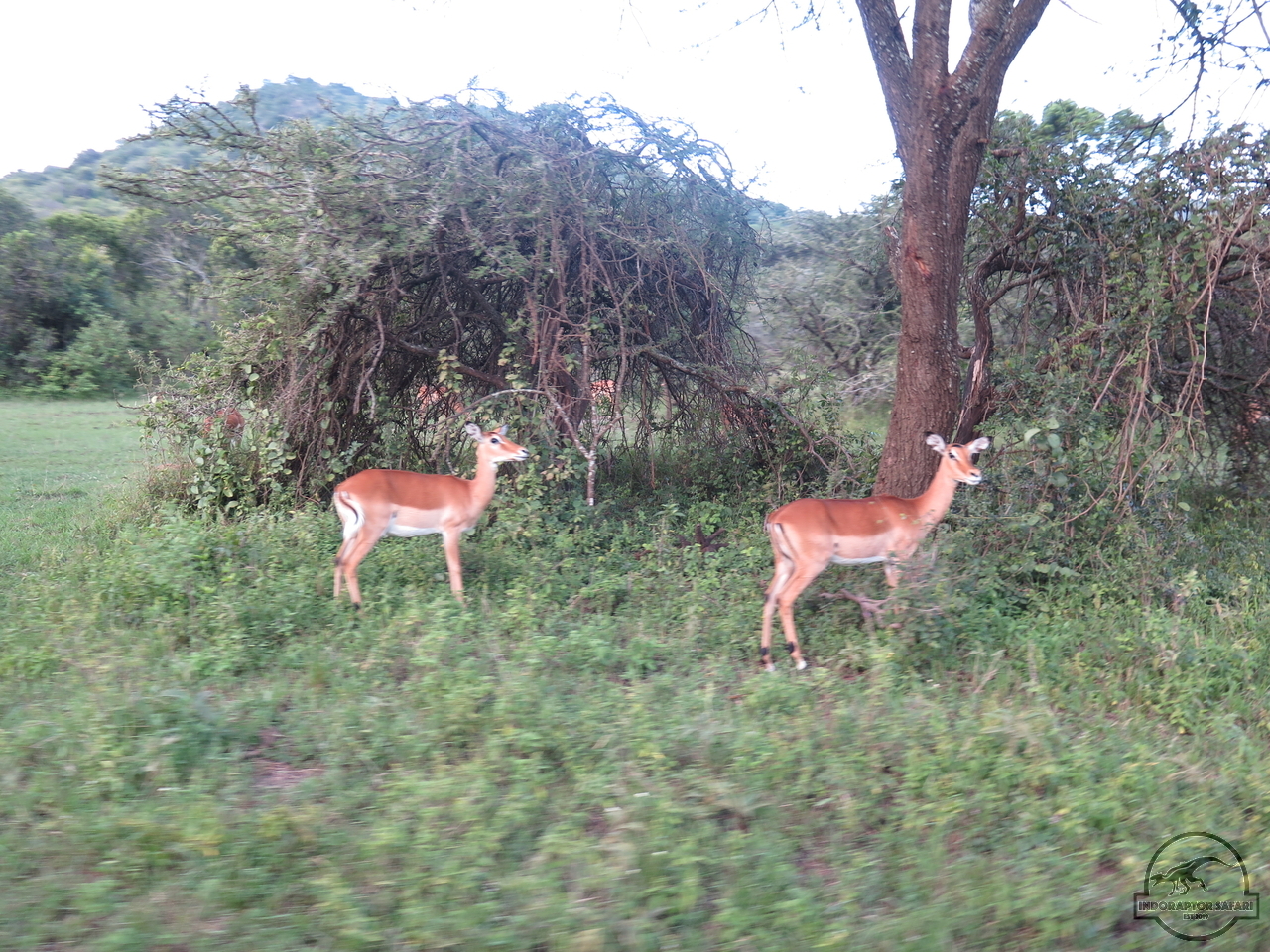 [122] 2019_06_30_10_47_20_Africa_Canon_PowerShot_G16_IMG_0297_00007.jpg