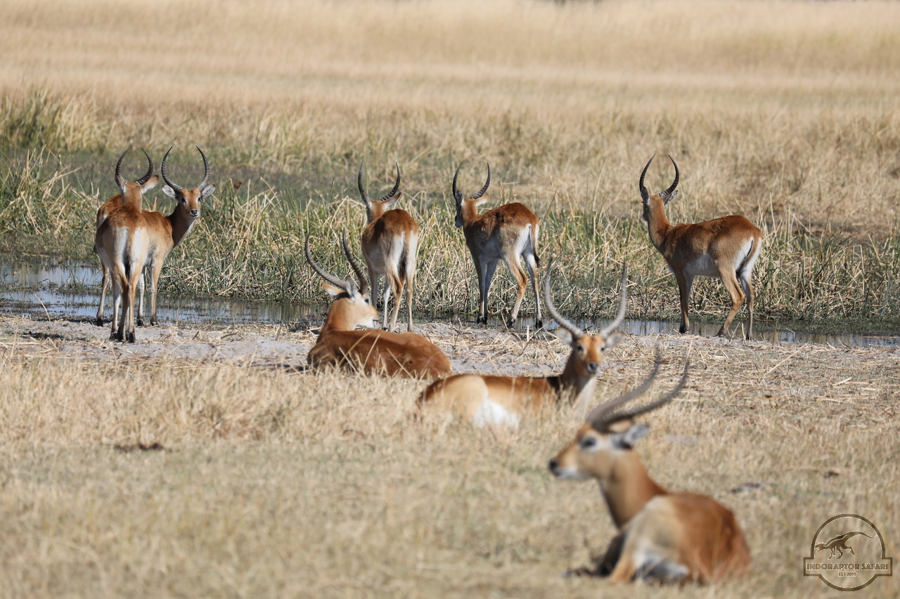 [152] 2019_06_20_15_27_50_Africa_Canon_EOS_5D_Mark_IV_IMG_0001165_00001.jpg