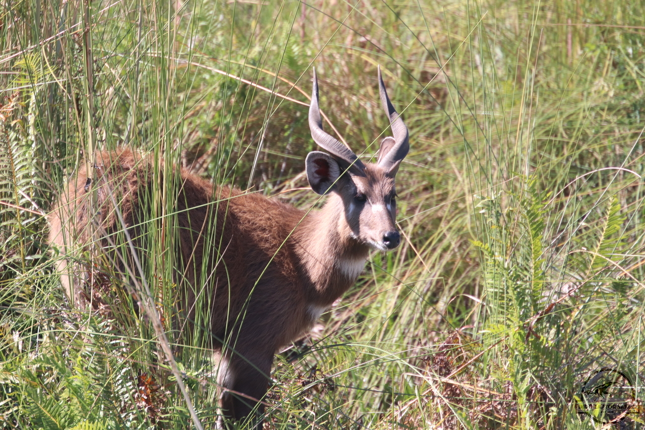 [167] 2019_06_24_10_27_01_Africa_Canon_EOS_77D_IMG__00002.jpg