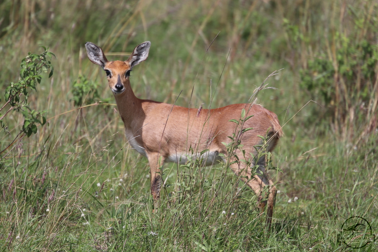 [175] 2019_06_30_10_20_22_Africa_Canon_EOS_77D_IMG_2029_00070.jpg