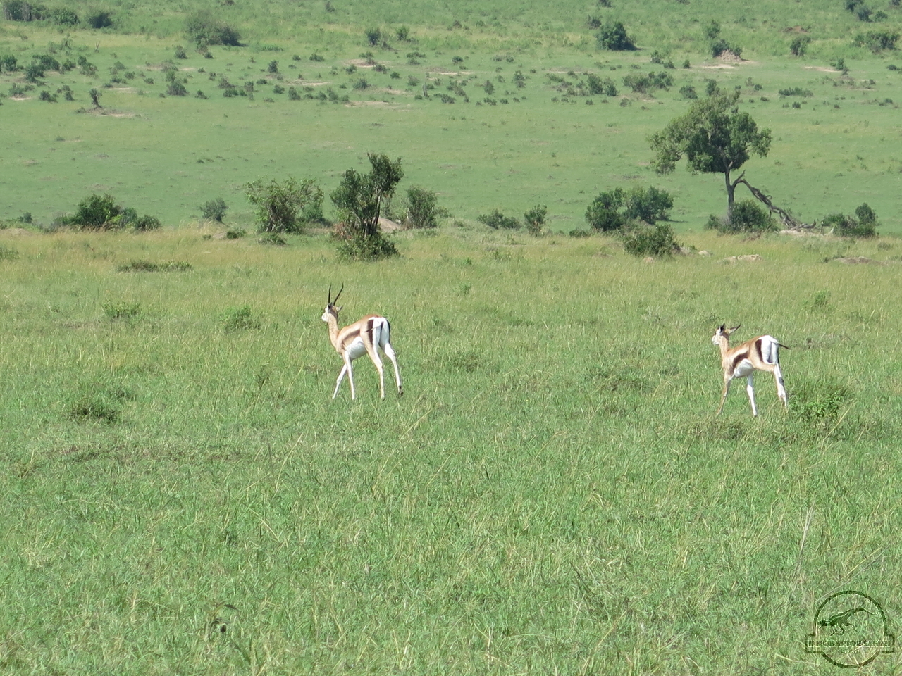 [184] 2019_06_29_03_52_20_Africa_Canon_PowerShot_G16_IMG_0030_00071.jpg