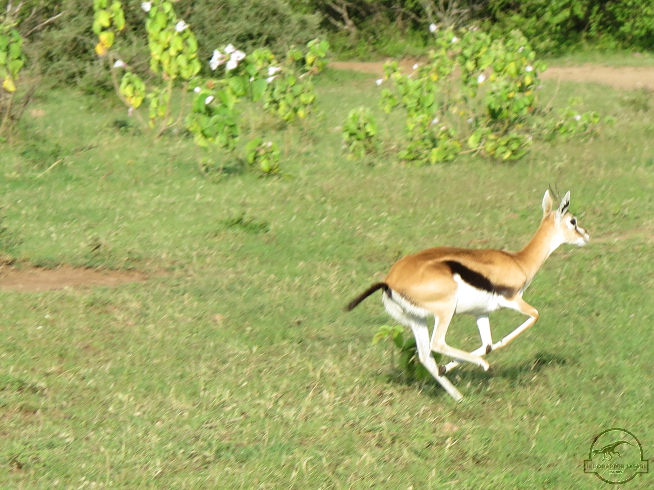 [186] 2019_06_29_10_17_20_Africa_Canon_PowerShot_G16_IMG_0236_00052.jpg