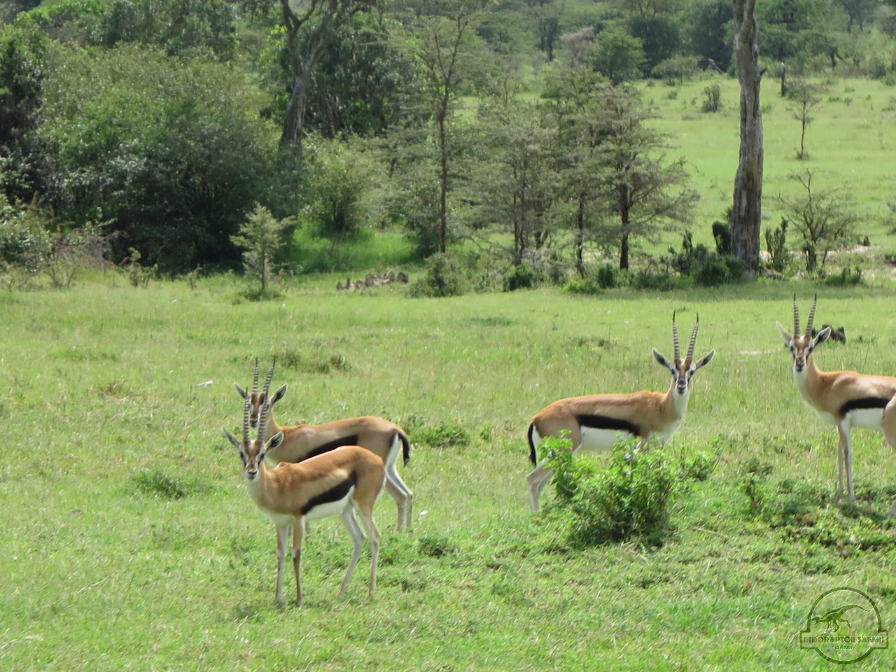 [188] 2019_07_04_04_52_28_Africa_Canon_PowerShot_G16_IMG_0132_00002.jpg