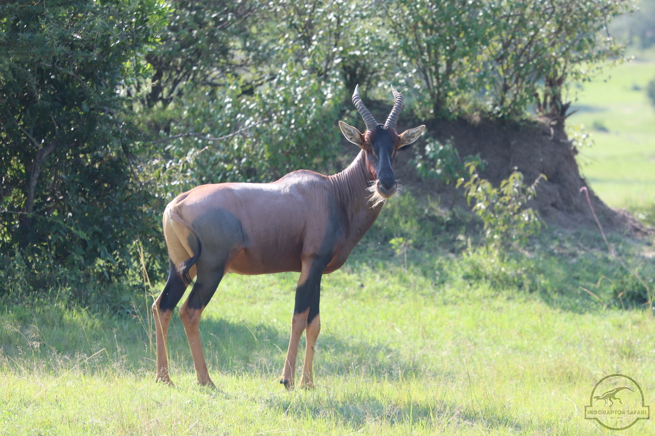 [203] 2019_06_30_08_12_31_Africa_Canon_EOS_77D_IMG_1925_00002.jpg
