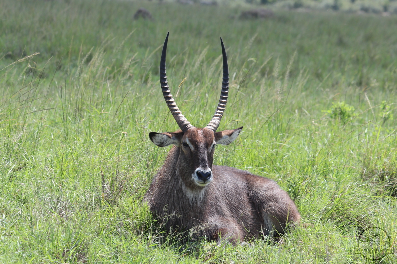 [211] 2019_07_01_12_15_49_Africa_Canon_EOS_77D_IMG_2720_00080.jpg