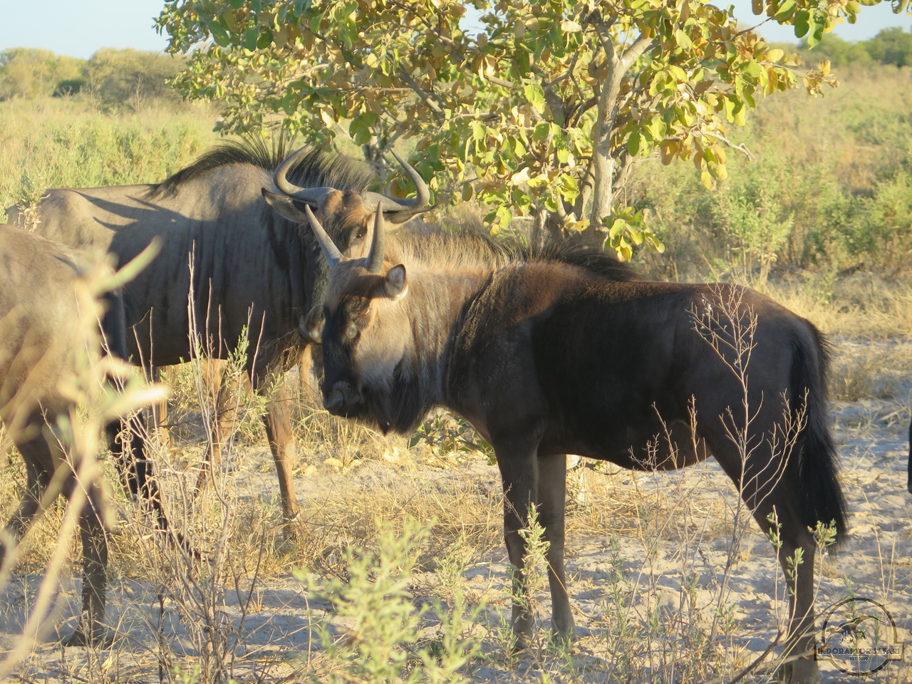 [212] 2019_06_21_01_49_01_Africa_Canon_PowerShot_G16_IMG_0012_00007.jpg