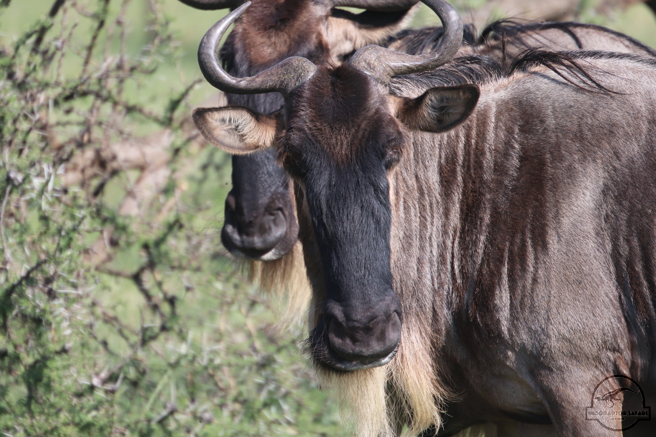 [218] 2019_06_30_08_13_52_Africa_Canon_EOS_77D_IMG_1926_00009.jpg