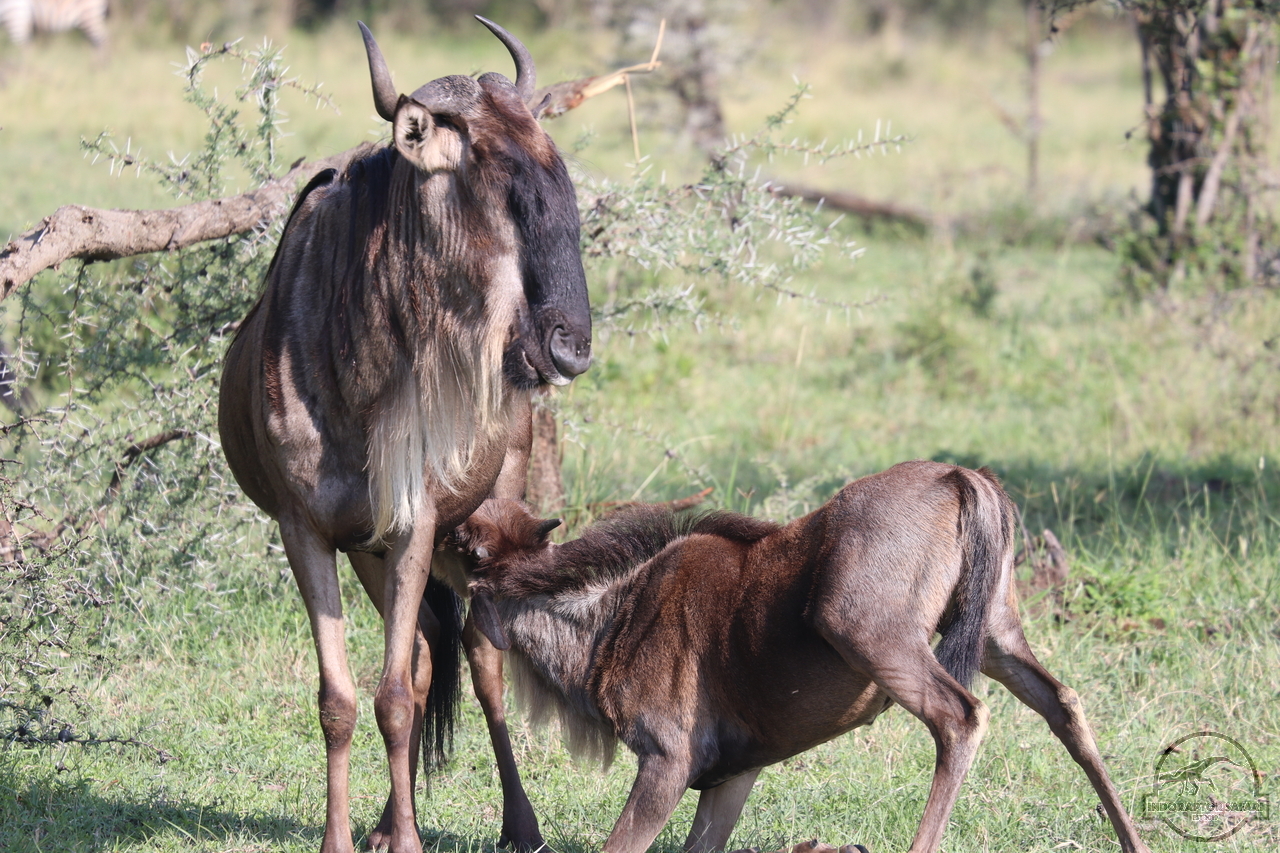 [221] 2019_06_30_08_14_02_Africa_Canon_EOS_77D_IMG_1931_00010.jpg