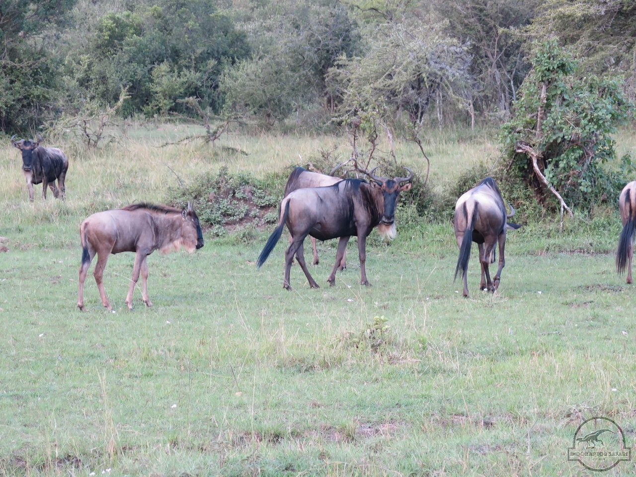 [225] 2019_06_30_10_44_29_Africa_Canon_PowerShot_G16_IMG_0295_00067.jpg