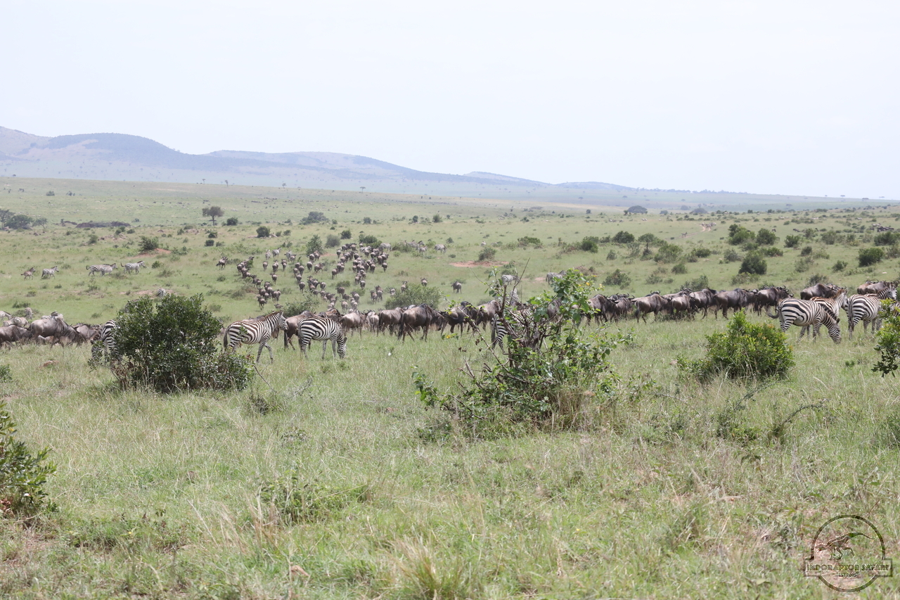 [232] 2019_07_02_17_24_20_Africa_Canon_EOS_5D_Mark_IV_IMG_0012815_00081.jpg