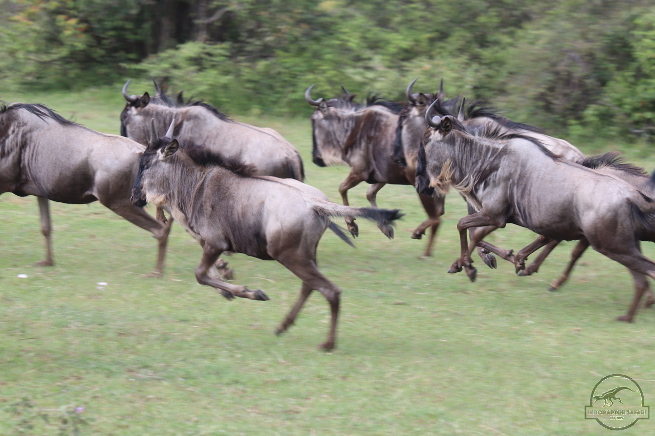 [246] 2019_07_04_08_15_05_Africa_Canon_EOS_77D_IMG_3957_00071.jpg