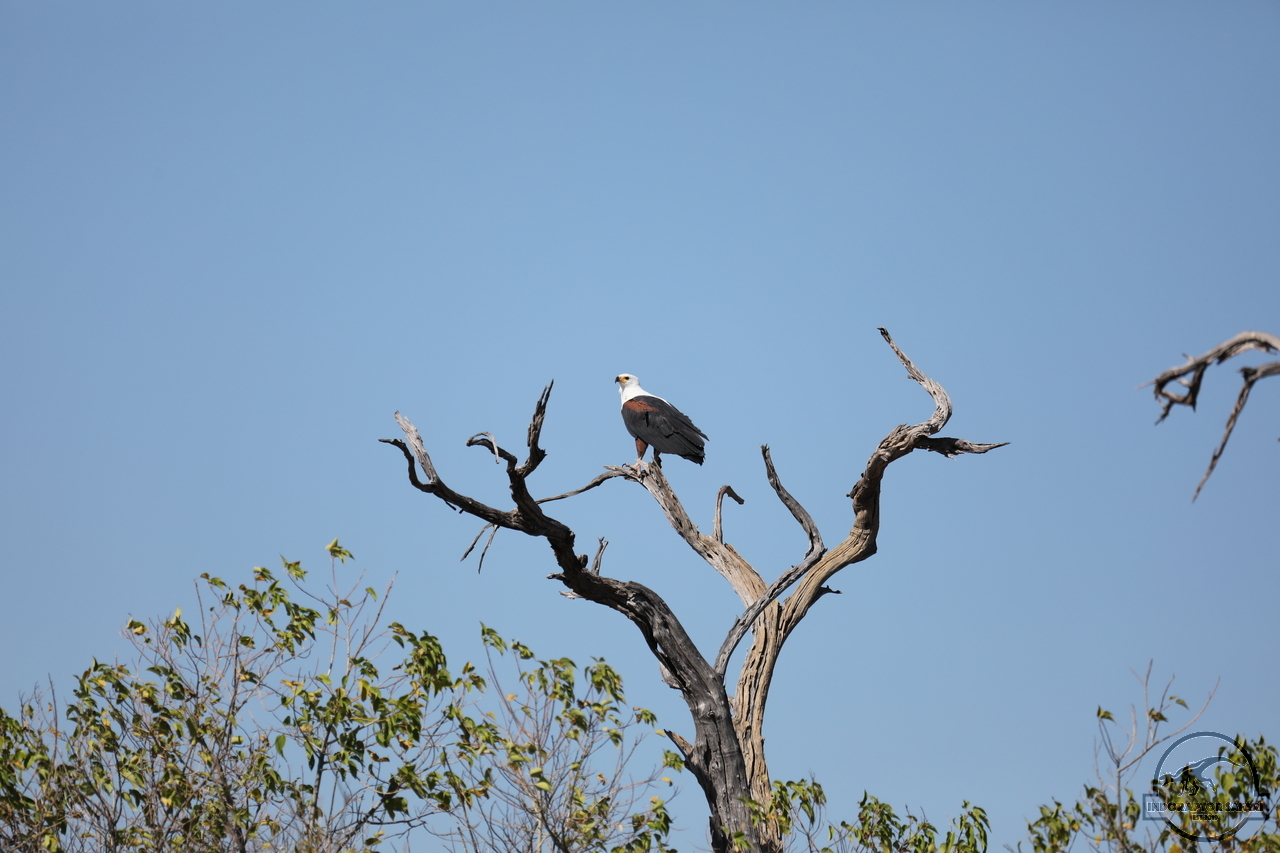 [249] 2019_06_20_15_56_05_Africa_Canon_EOS_5D_Mark_IV_IMG_0001233_00093.jpg