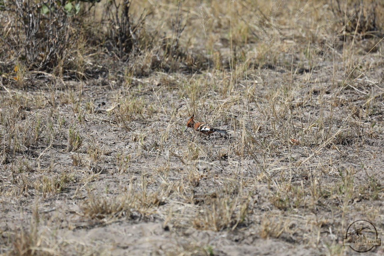 [256] 2019_06_21_15_37_53_Africa_Canon_EOS_5D_Mark_IV_IMG_0003832_00096.jpg