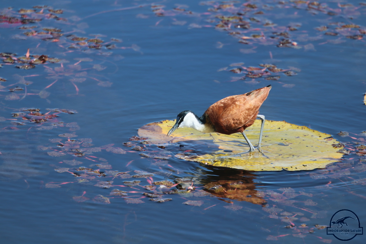 [257] 2019_06_21_12_19_02_Africa_Canon_EOS_77D_IMG_0672_00002.jpg