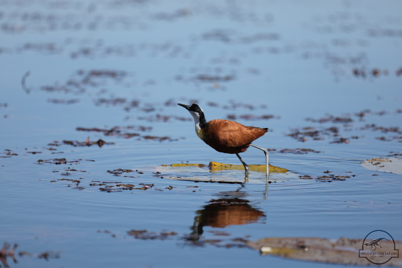 [262] 2019_06_21_17_19_38_Africa_Canon_EOS_5D_Mark_IV_IMG_0004032_00097.jpg