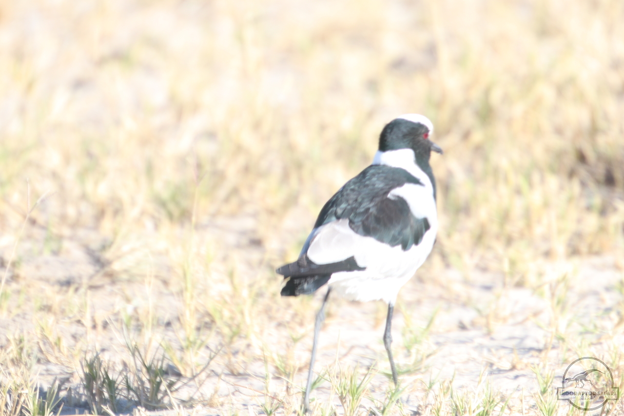 [266] 2019_06_19_15_19_13_Africa_Canon_EOS_77D_IMG_0120_00001.jpg