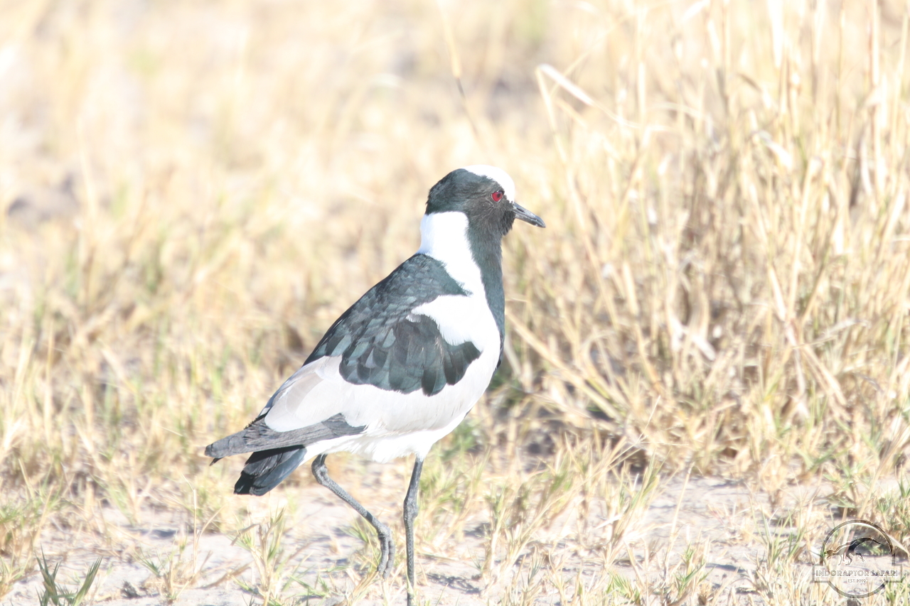 [270] 2019_06_19_15_19_15_Africa_Canon_EOS_77D_IMG_0121_00009.jpg