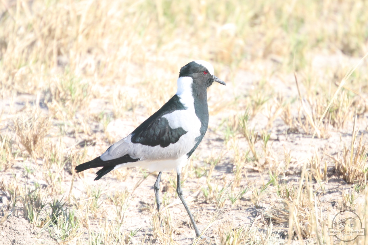 [273] 2019_06_19_15_19_25_Africa_Canon_EOS_77D_IMG_0122_00010.jpg