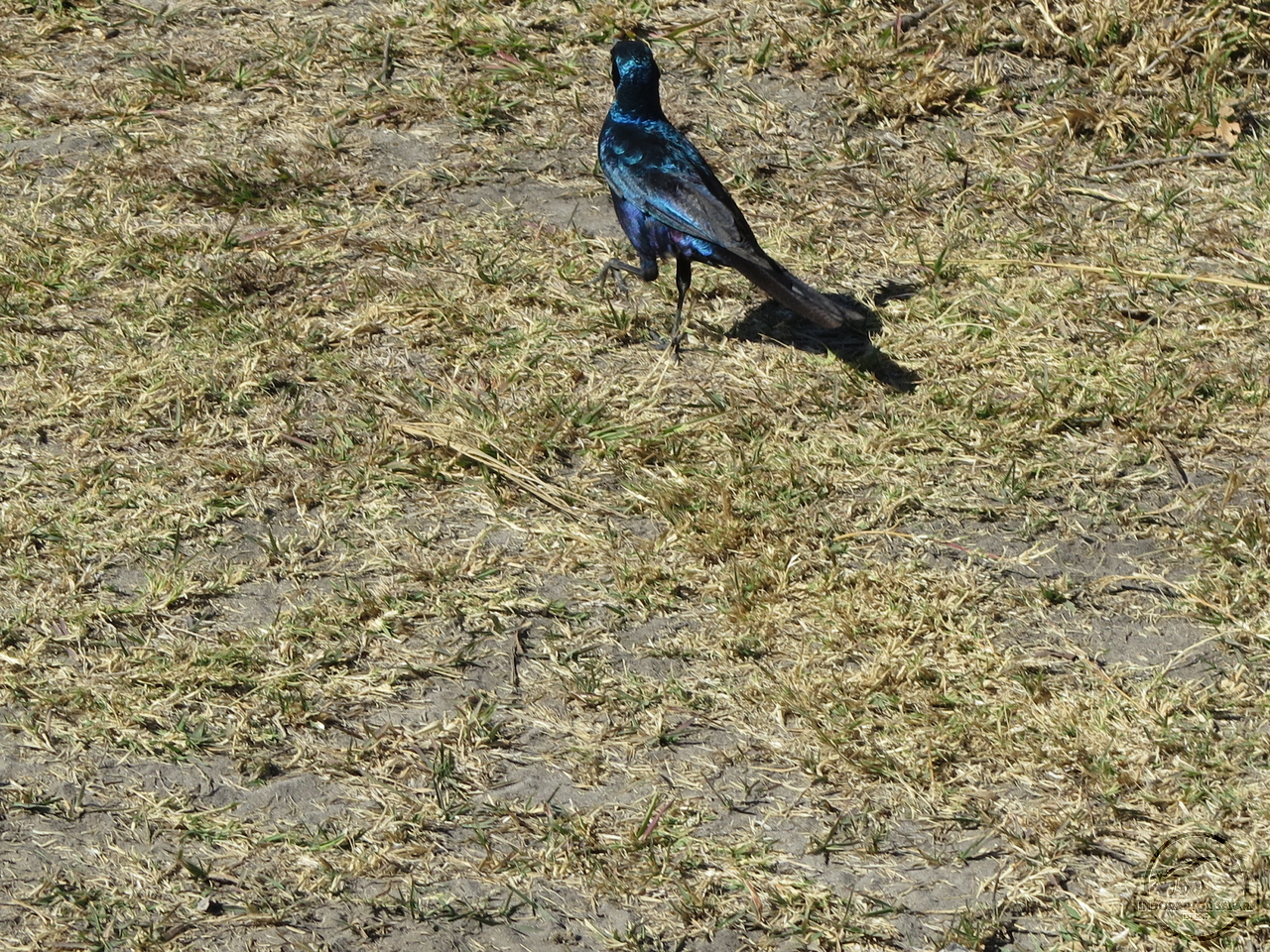 [276] 2019_06_23_04_55_23_Africa_Canon_PowerShot_G16_IMG_0062_00011.jpg