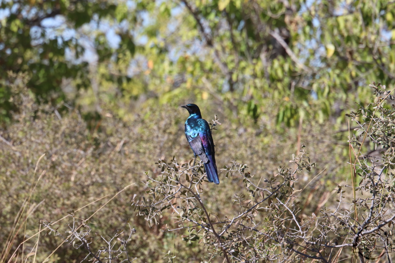 [278] 2019_06_23_10_43_08_Africa_Canon_EOS_77D_IMG_1161_00002.jpg