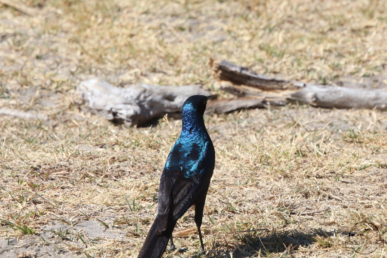 [281] 2019_06_23_10_43_12_Africa_Canon_EOS_77D_IMG_1162_00003.jpg