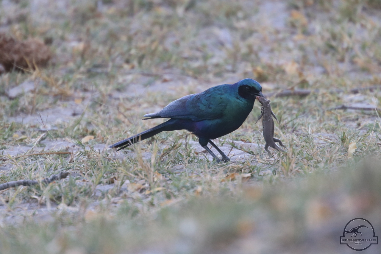 [287] 2019_06_24_10_12_06_Africa_Canon_EOS_77D_IMG__00001.jpg